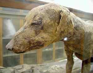 Mummy of a dog, New Kingdom; Source: Jon Bodsworth